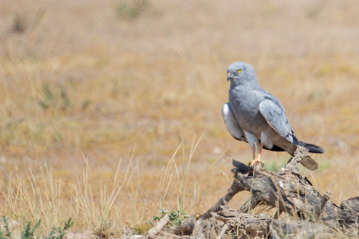 moták lužní - ML645835578