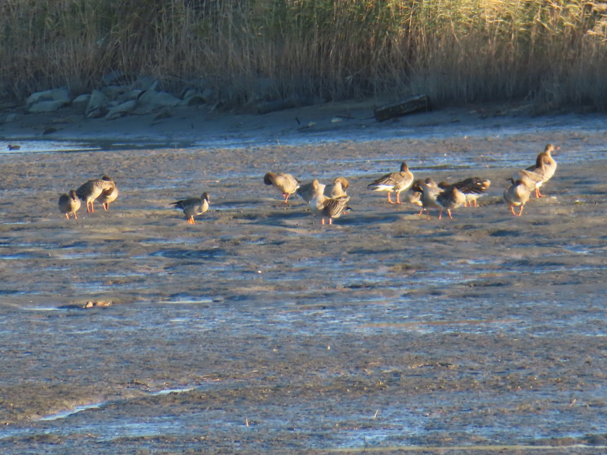 husa polní - ML645835579