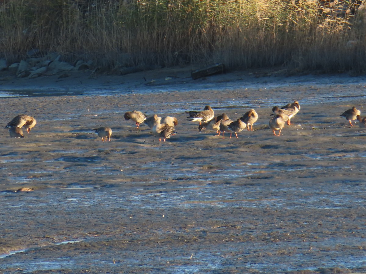 husa polní - ML645835580