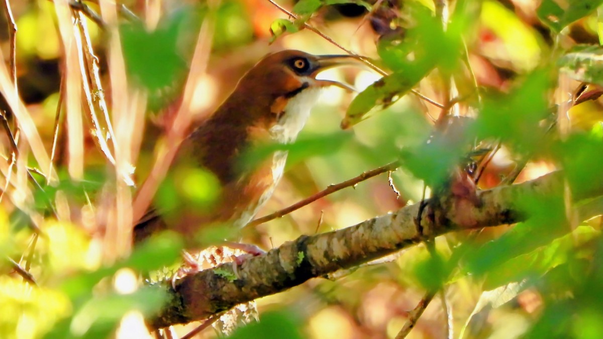 Spot-breasted Scimitar-Babbler - ML645835581