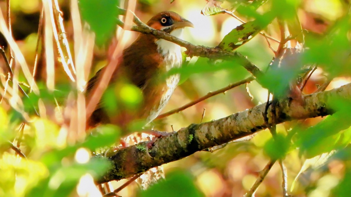 Spot-breasted Scimitar-Babbler - ML645835582