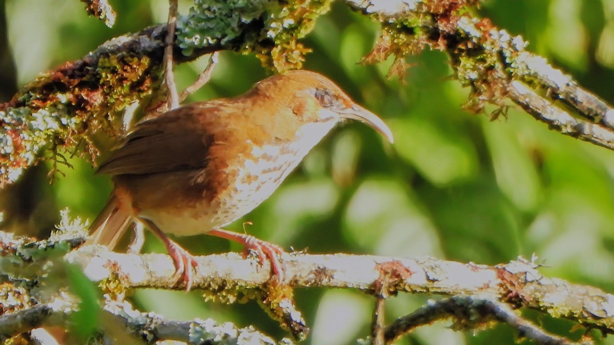 Spot-breasted Scimitar-Babbler - ML645835583