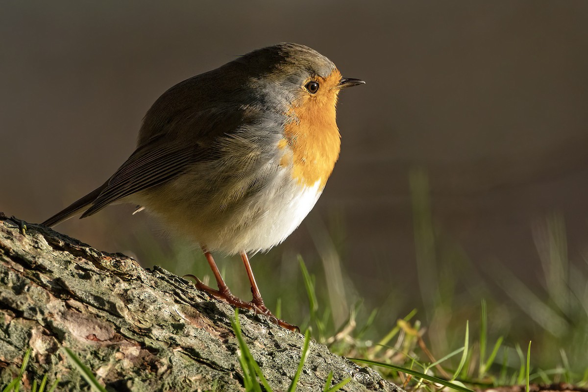 červenka obecná - ML645835585