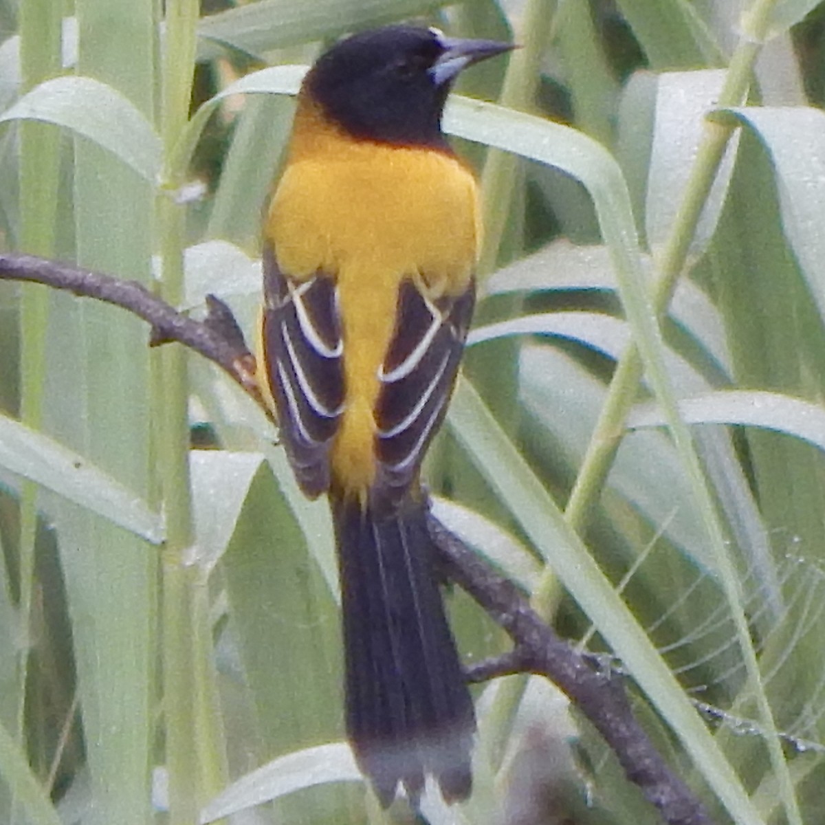 Audubon's Oriole - ML645835586