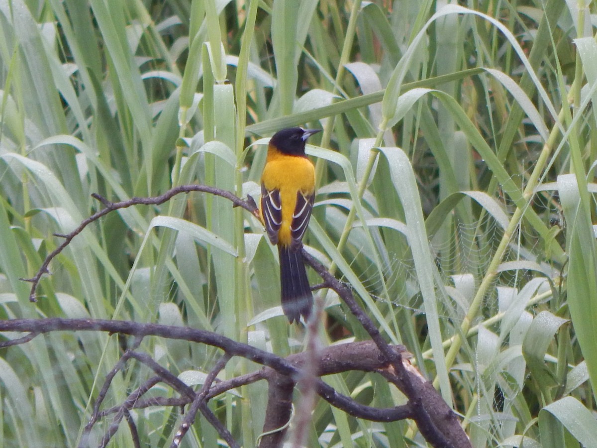 Audubon's Oriole - ML645835587