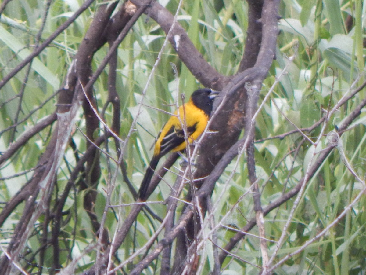 Audubon's Oriole - ML645835588