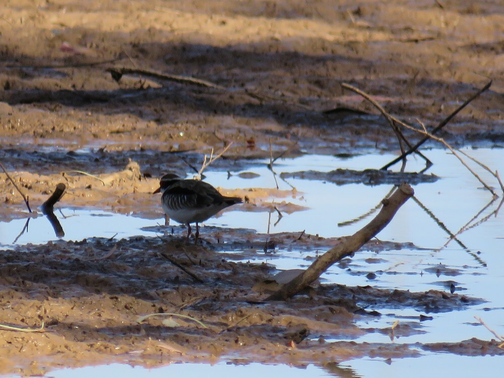 kulík černočelý - ML645835589