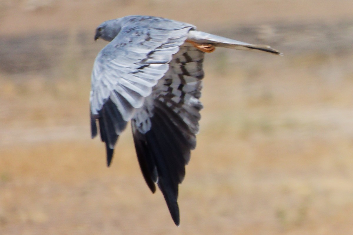 moták lužní - ML645835592