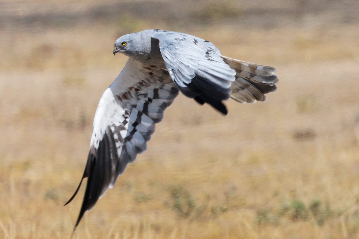 moták lužní - ML645835593