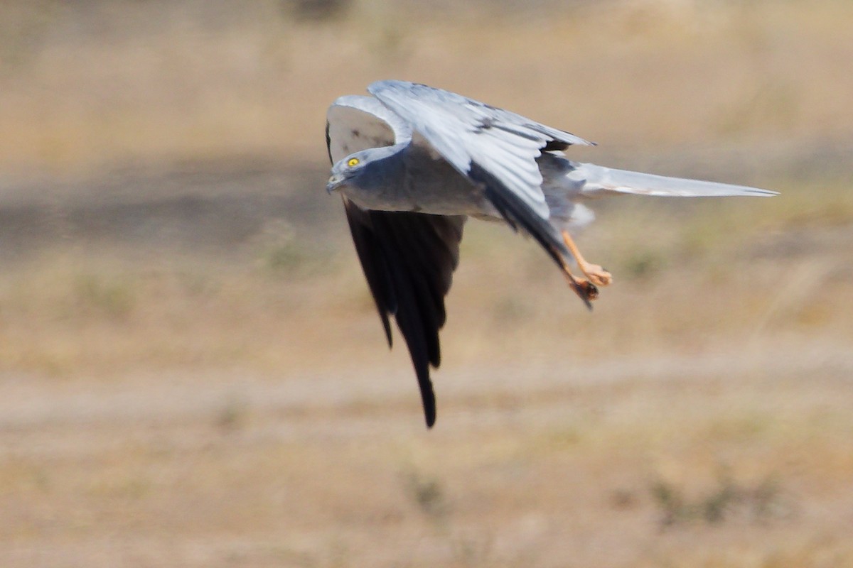 moták lužní - ML645835594