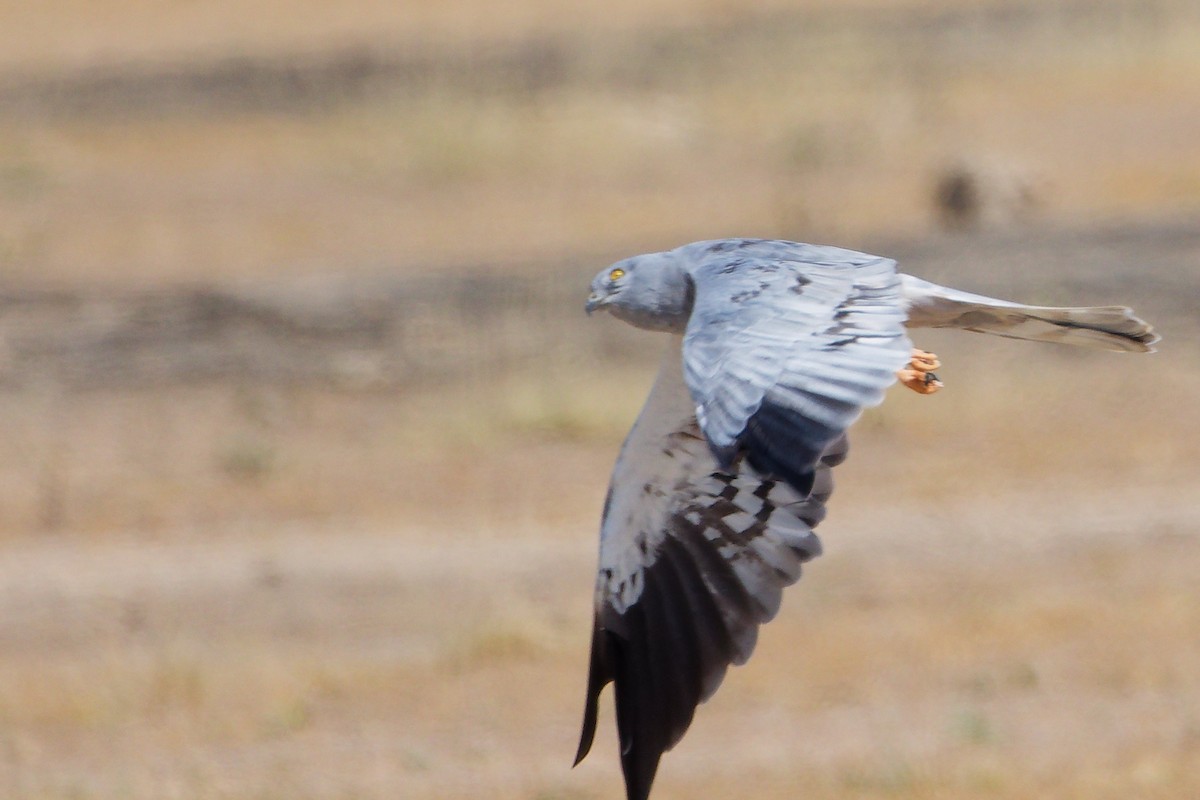 moták lužní - ML645835595