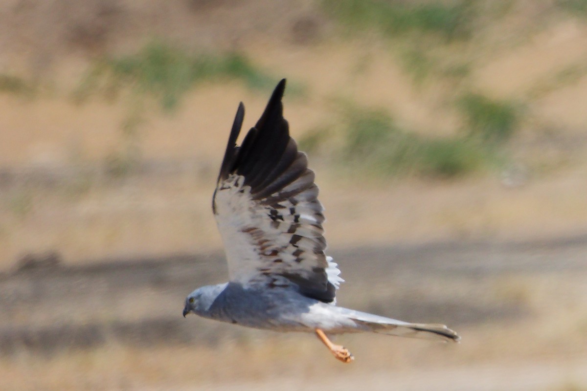 moták lužní - ML645835597