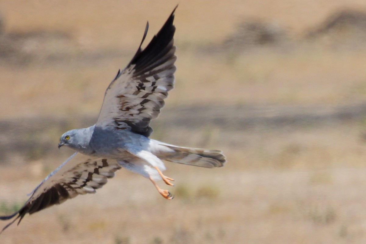 moták lužní - ML645835598