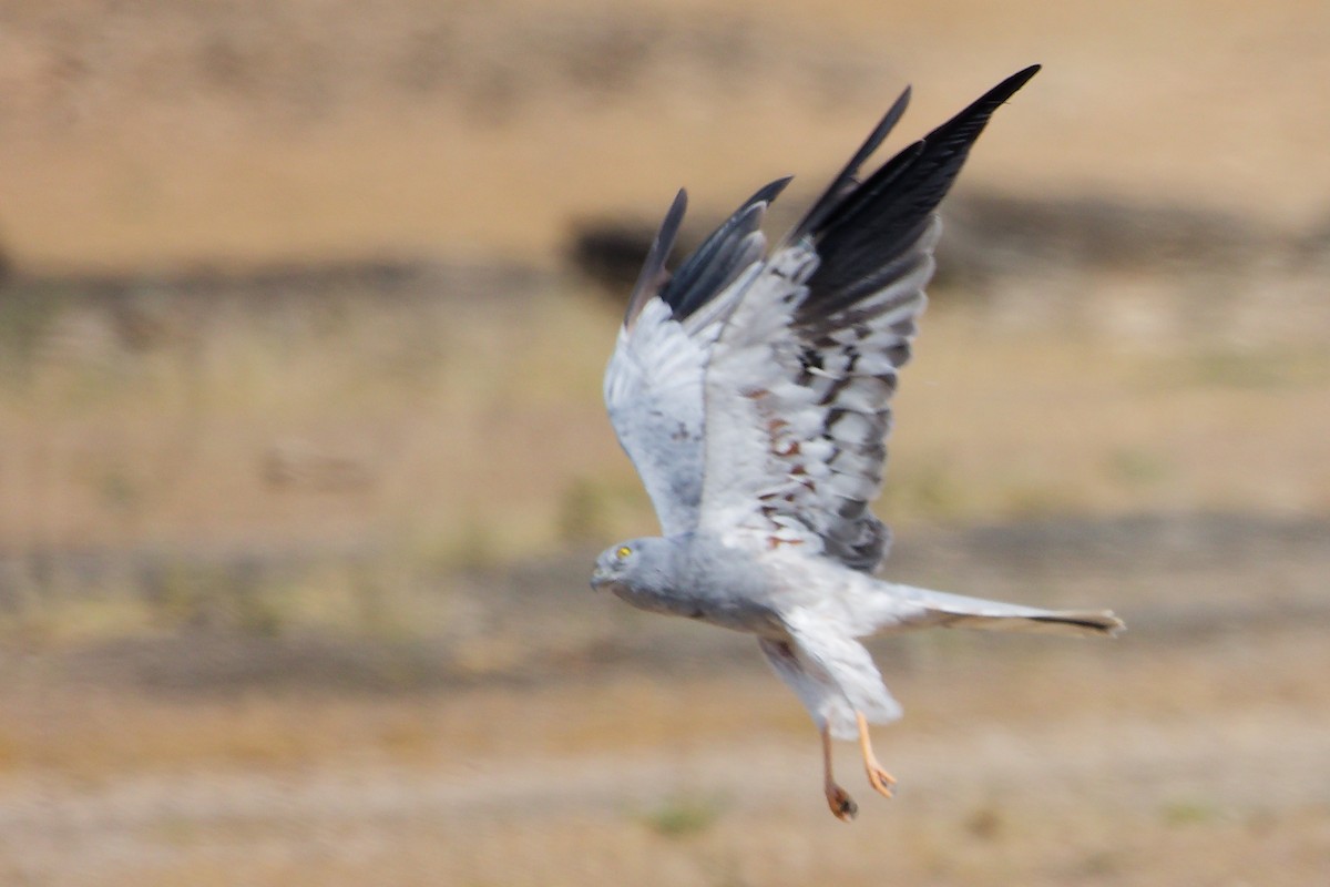 moták lužní - ML645835599