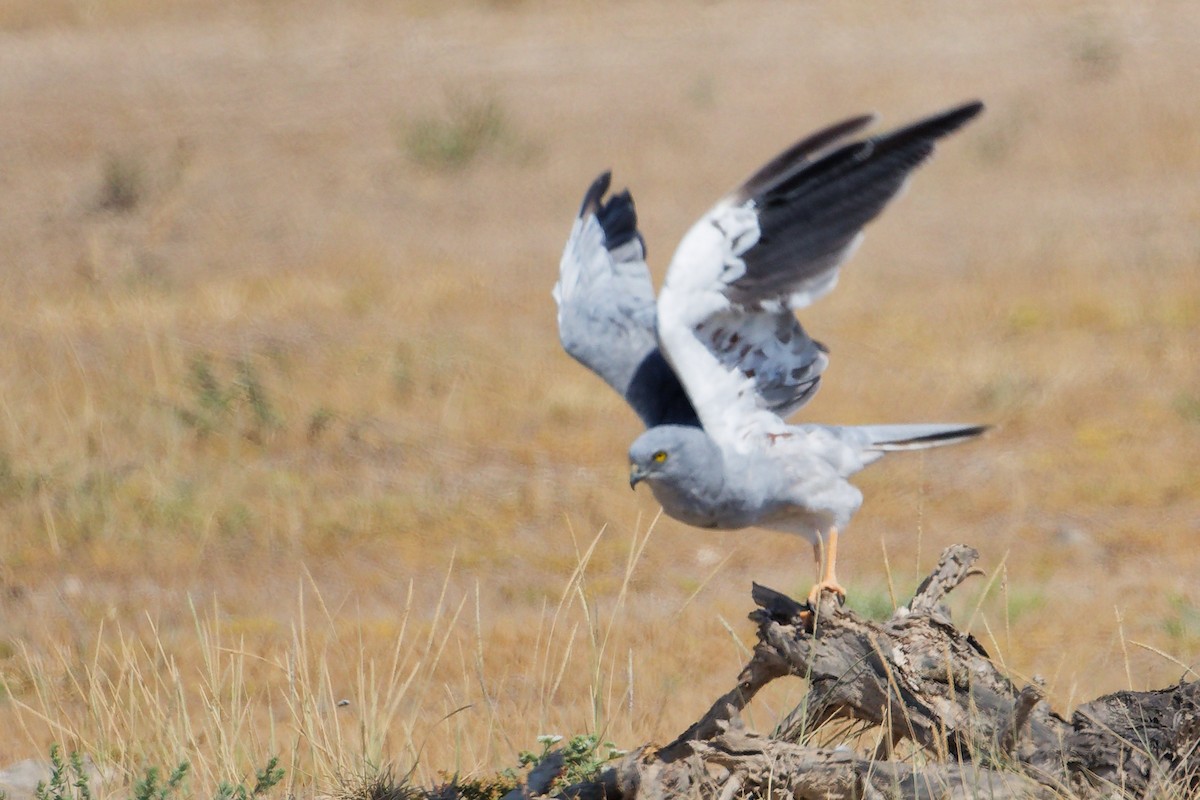 moták lužní - ML645835600