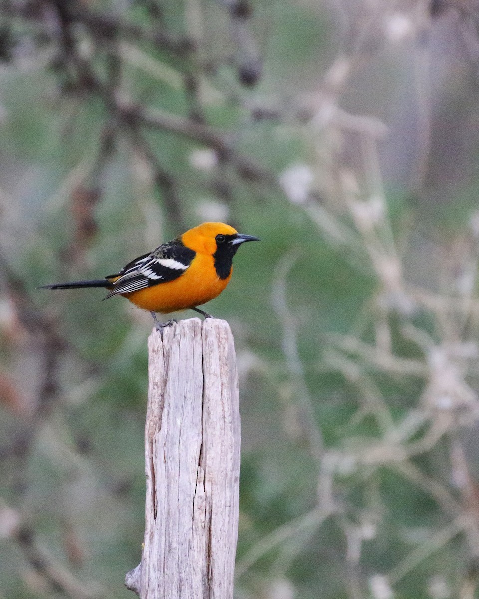 Hooded Oriole - ML645835602