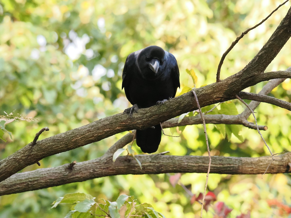 vrána tlustozobá - ML645835604