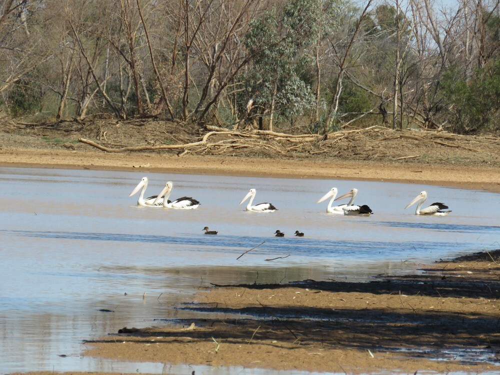 pelikán australský - ML645835606