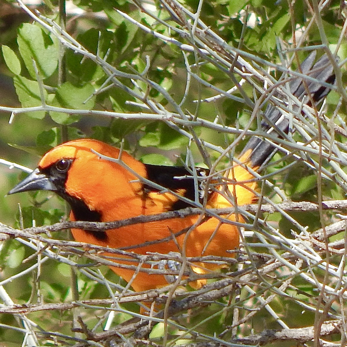 Altamira Oriole - ML645835609