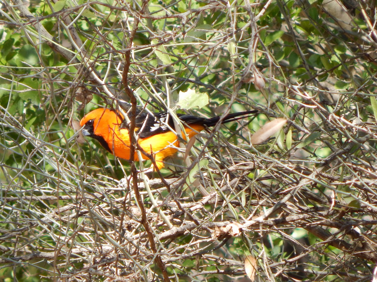Altamira Oriole - ML645835610
