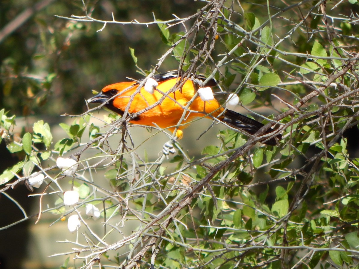 Altamira Oriole - ML645835611