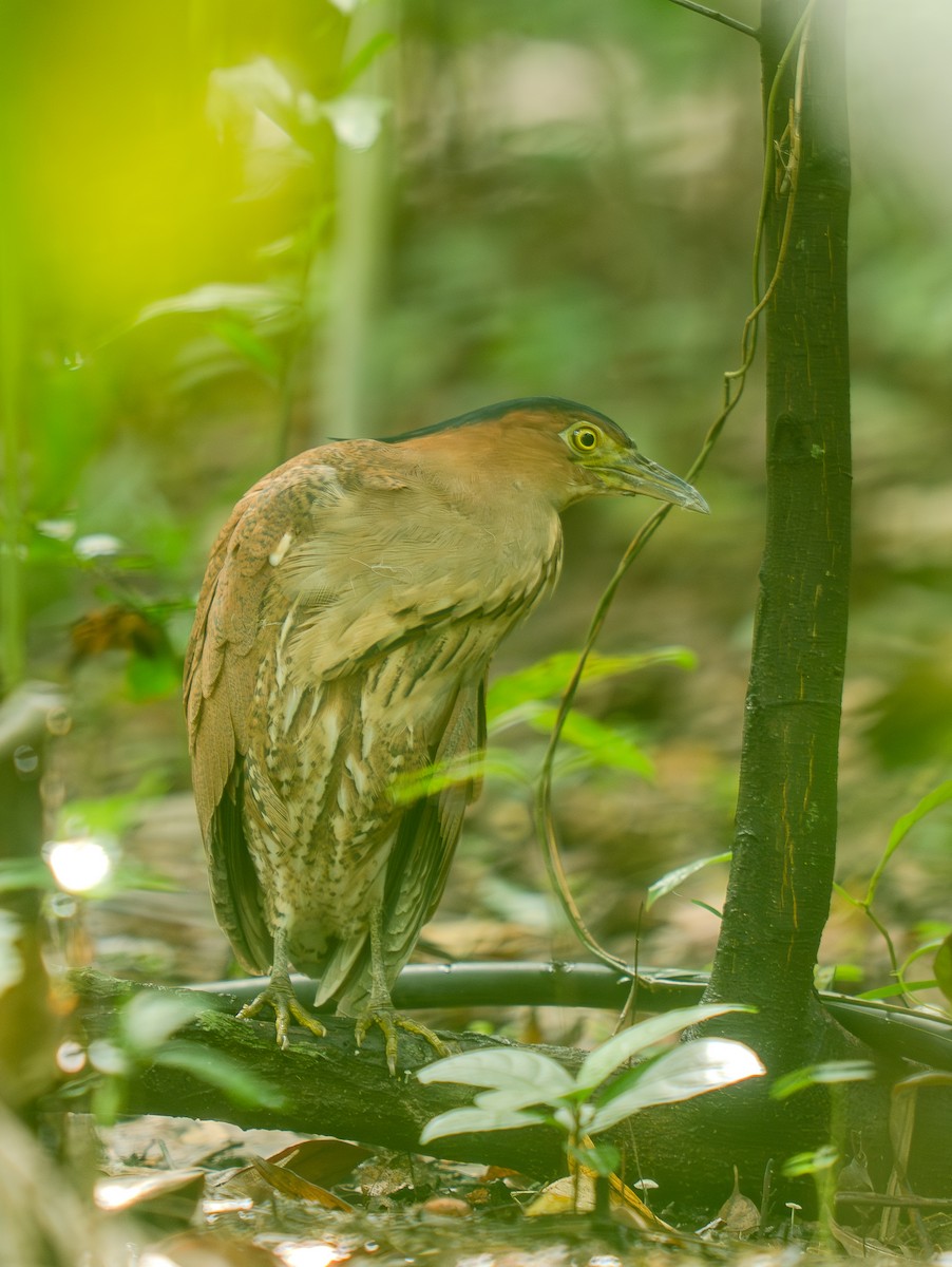 Malay Gece Balıkçılı - ML645835612