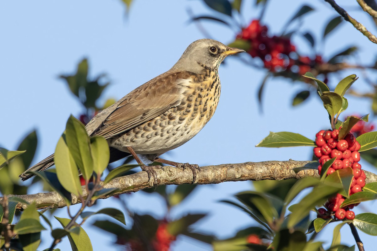Fieldfare - ML645835613