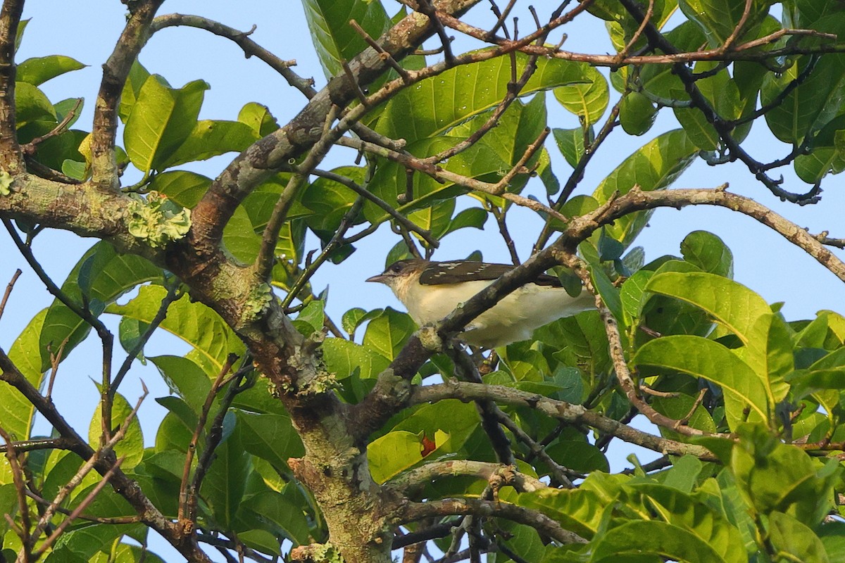 Spotted Greenbul - ML645835615