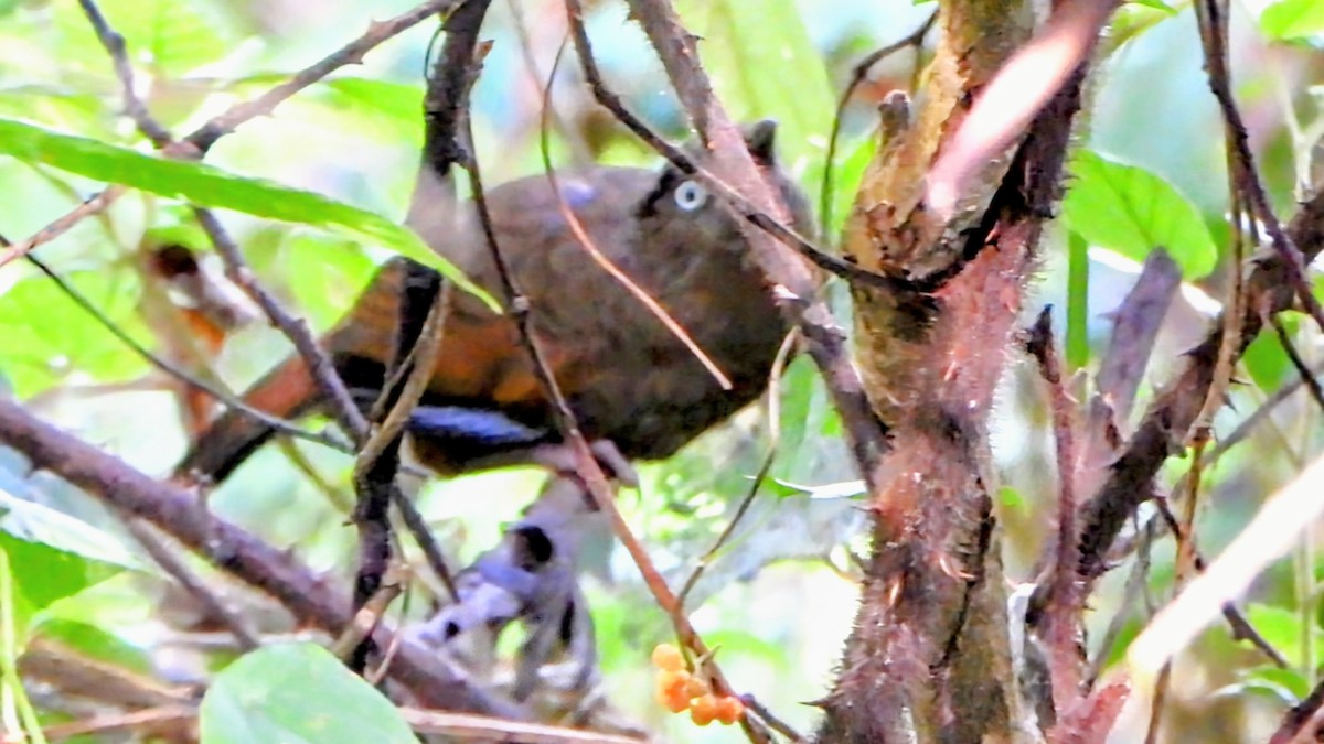 アオバネガビチョウ - ML645835616