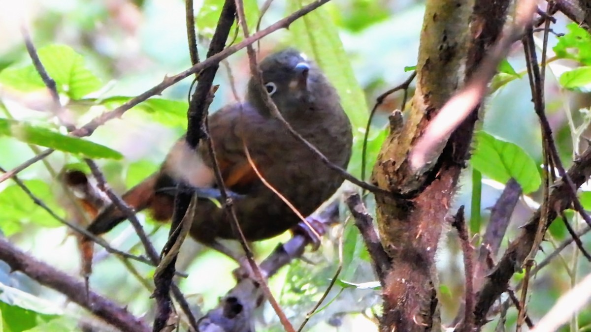 アオバネガビチョウ - ML645835617