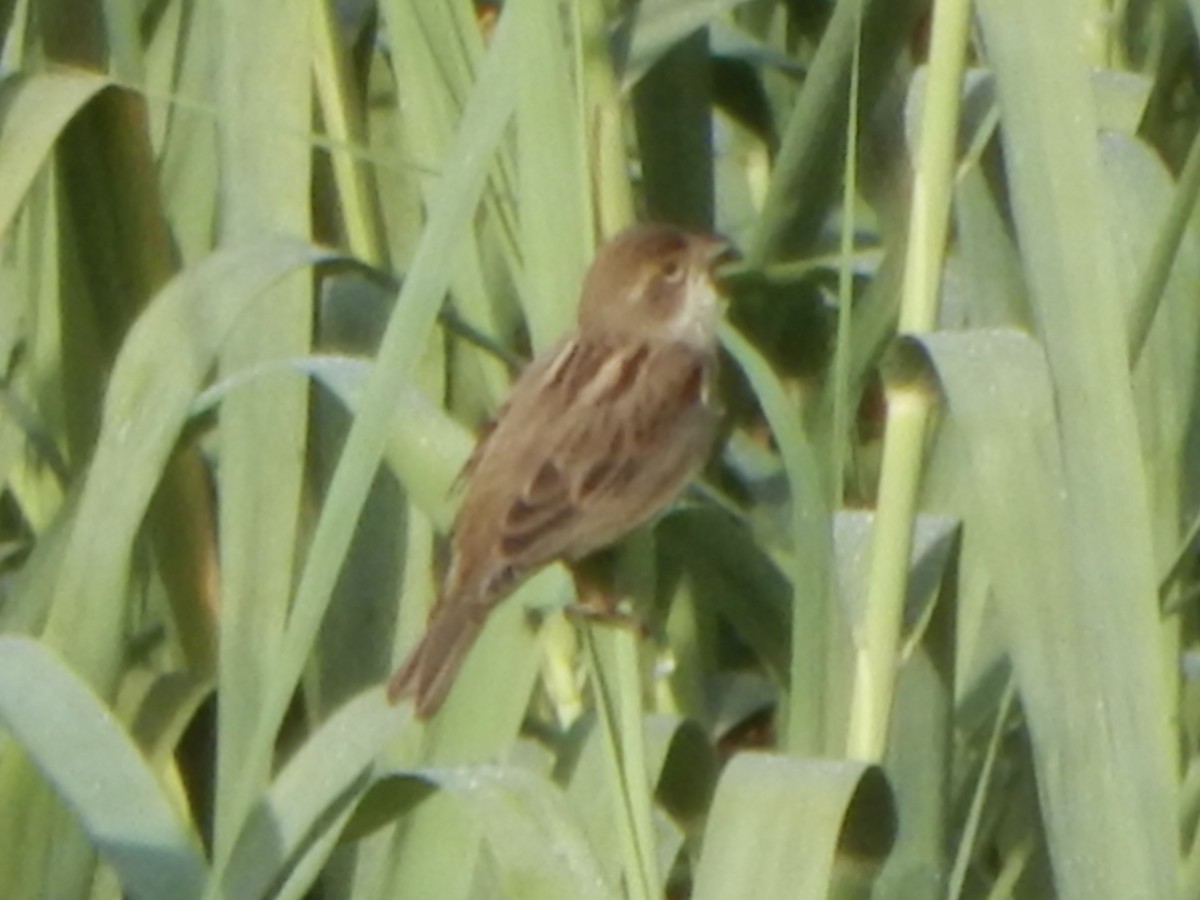 Dickcissel - ML645835628