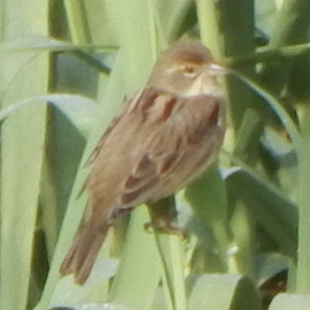 Dickcissel - ML645835629
