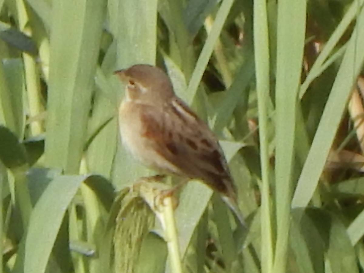 Dickcissel - ML645835630