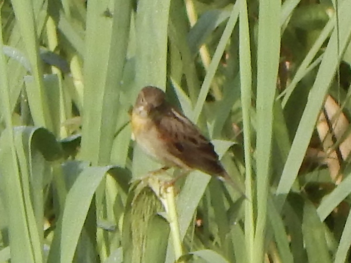 Dickcissel - ML645835632