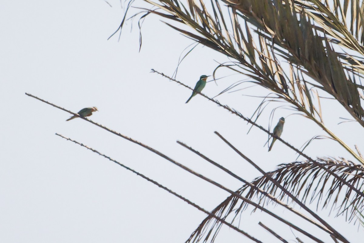 Blue-cheeked Bee-eater - ML645835633