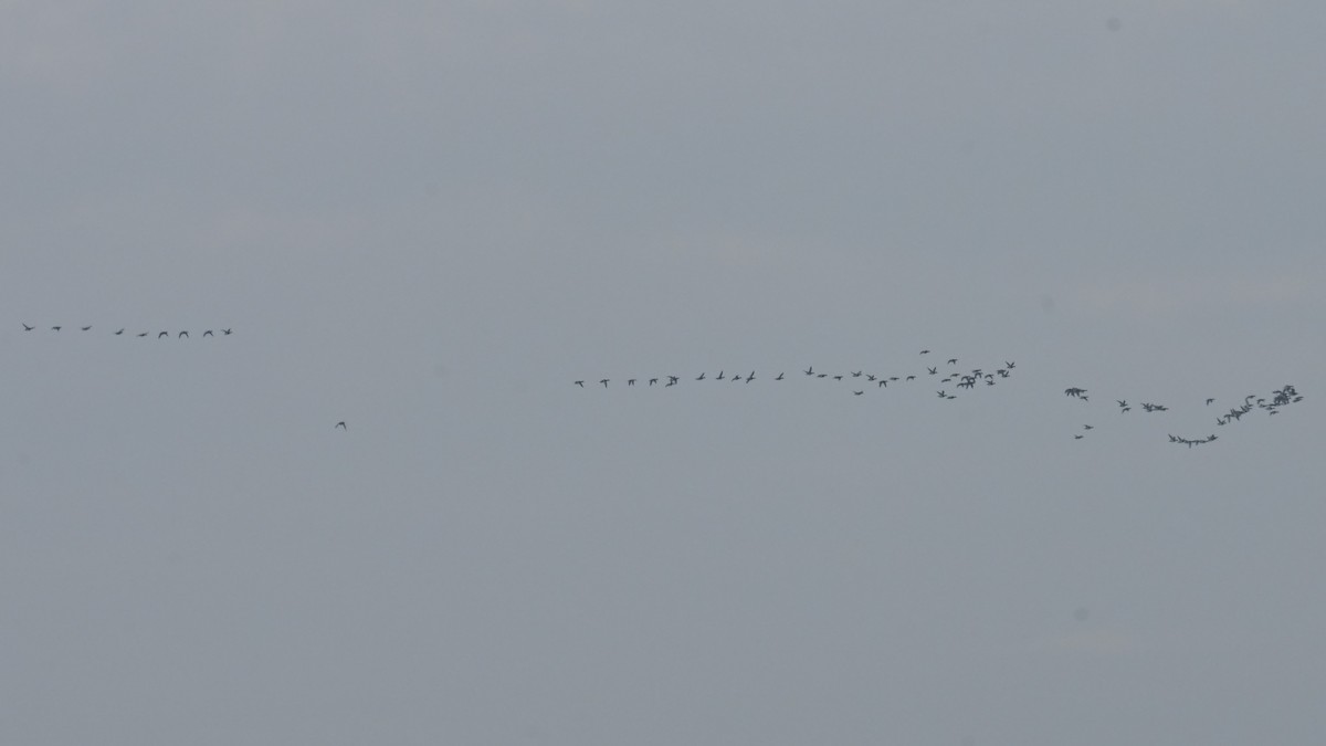 duck sp. - ML645835634