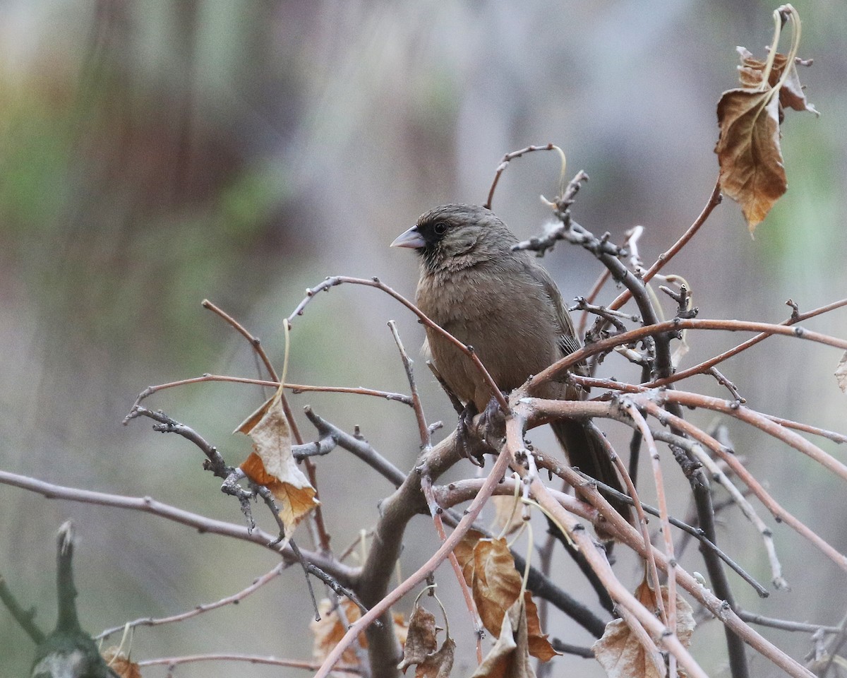 Abert's Towhee - ML645835635