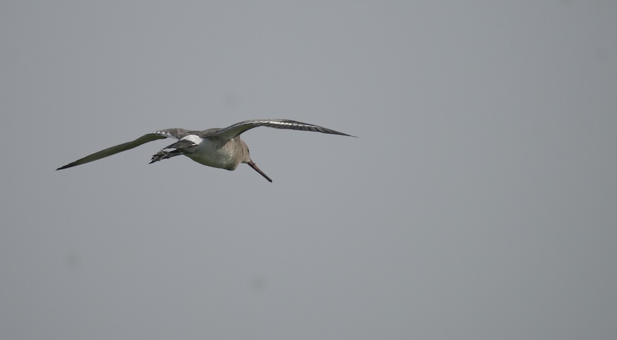 Black-tailed Godwit - ML645835636