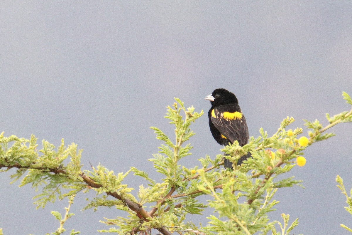 Yellow Bishop - ML645835638