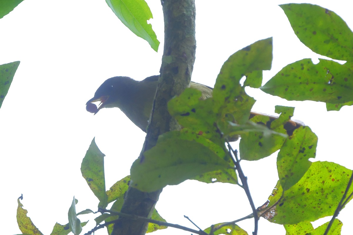 Little Greenbul - ML645835639