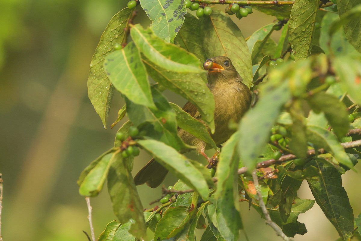 Little Greenbul - ML645835641