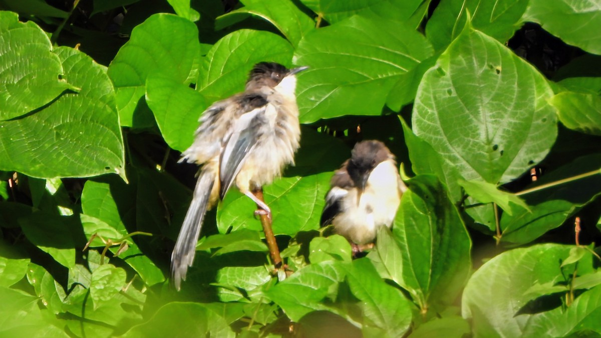 Gray Sibia - ML645835643