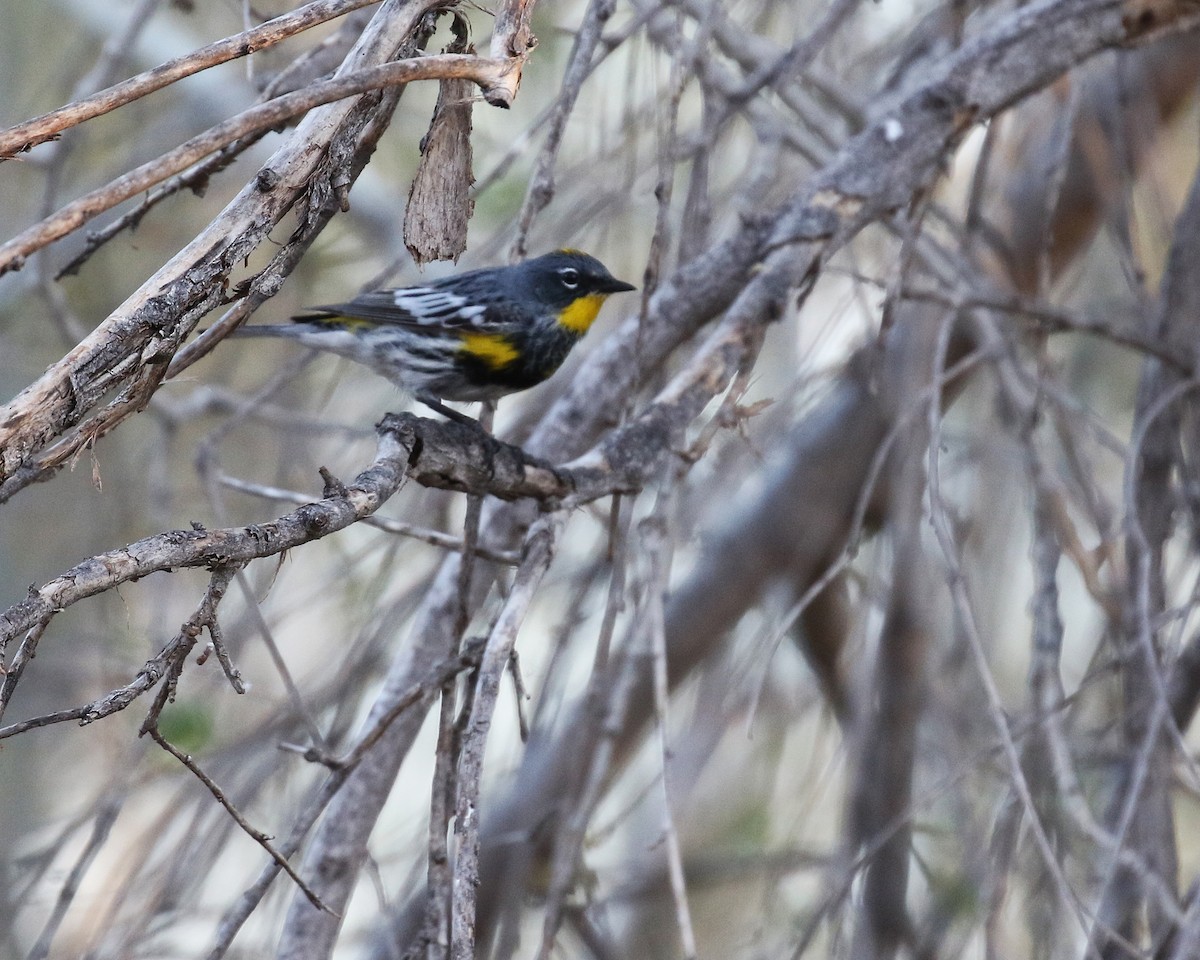 Yellow-rumped Warbler - ML645835645