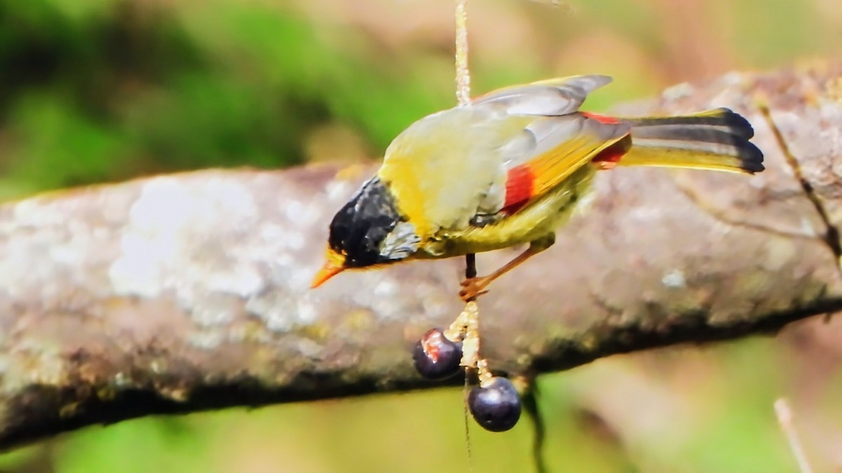 Silver-eared Mesia - ML645835648
