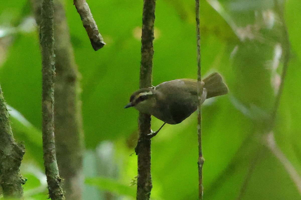 Green Hylia - ML645835649