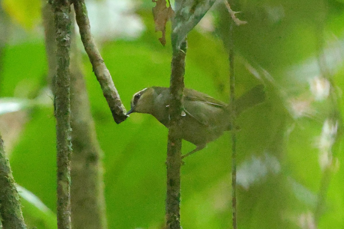 Green Hylia - ML645835650