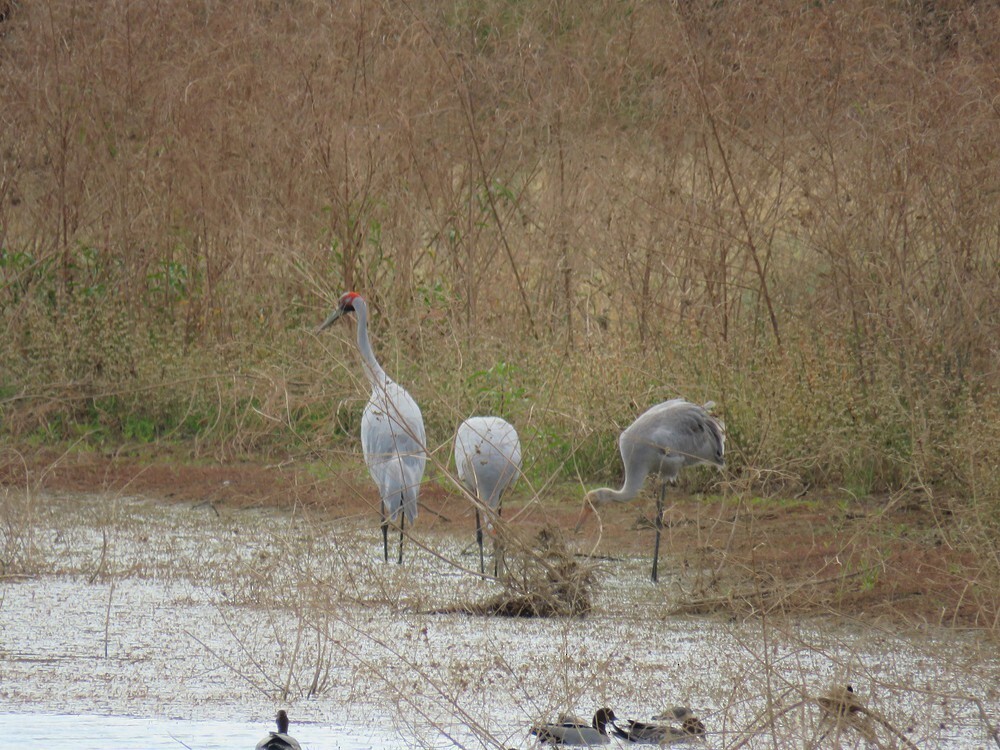Brolga - ML645835652