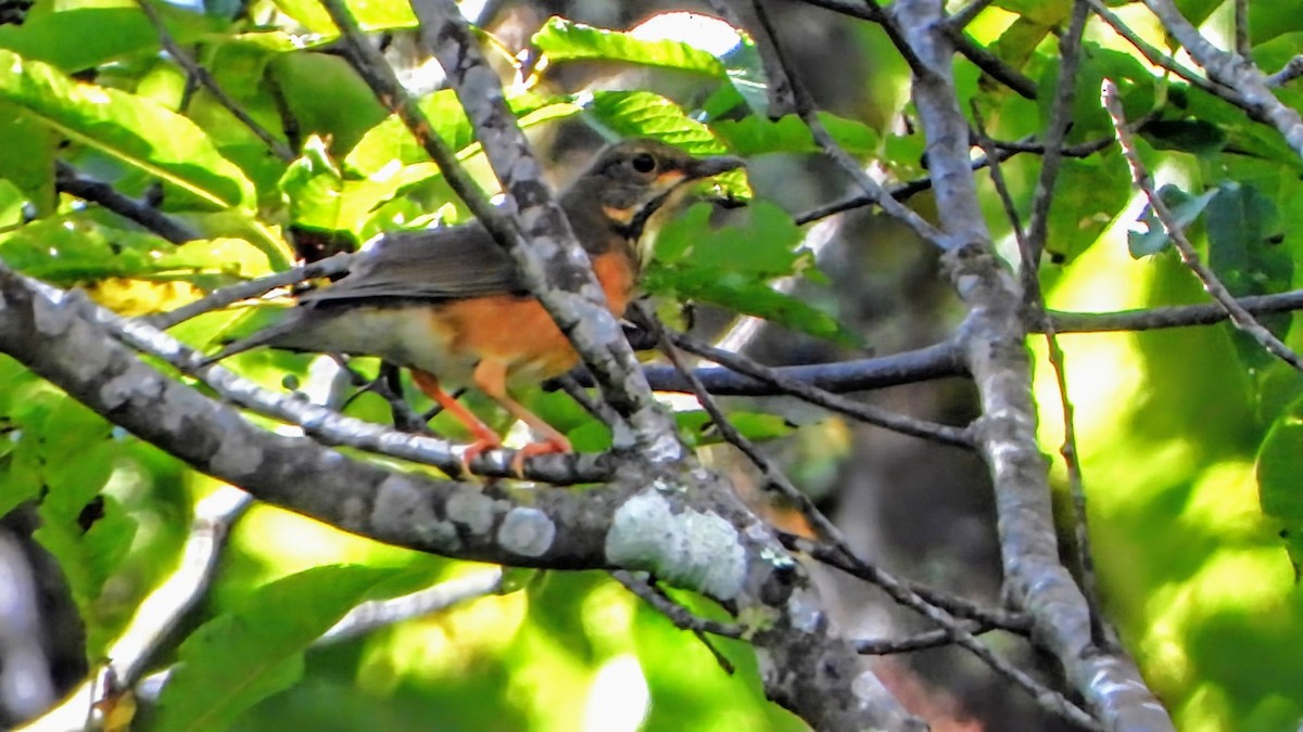 Black-breasted Thrush - ML645835653