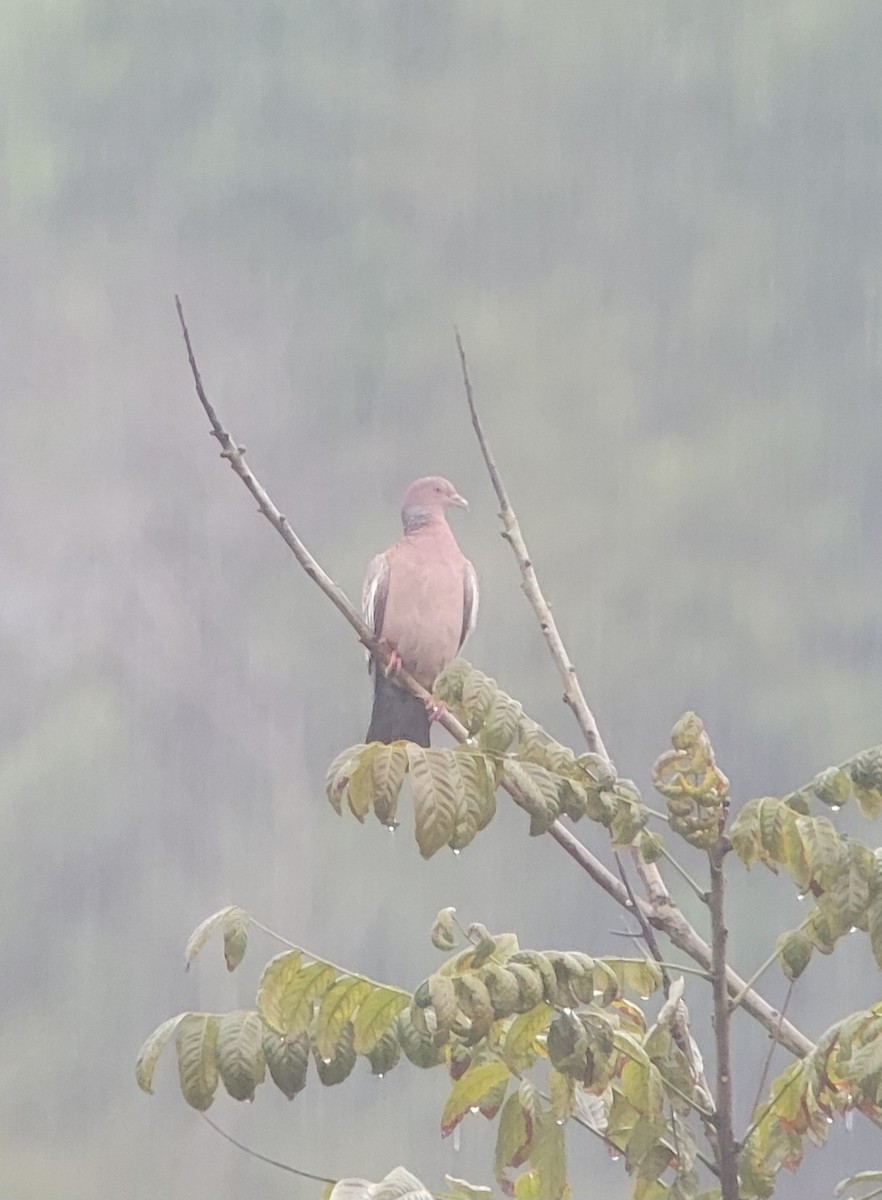 Picazuro Pigeon - ML645835654
