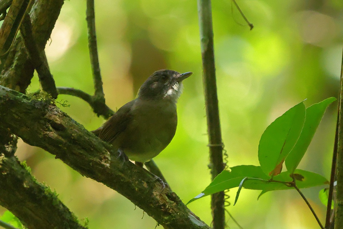 Pale-breasted Illadopsis - ML645835657